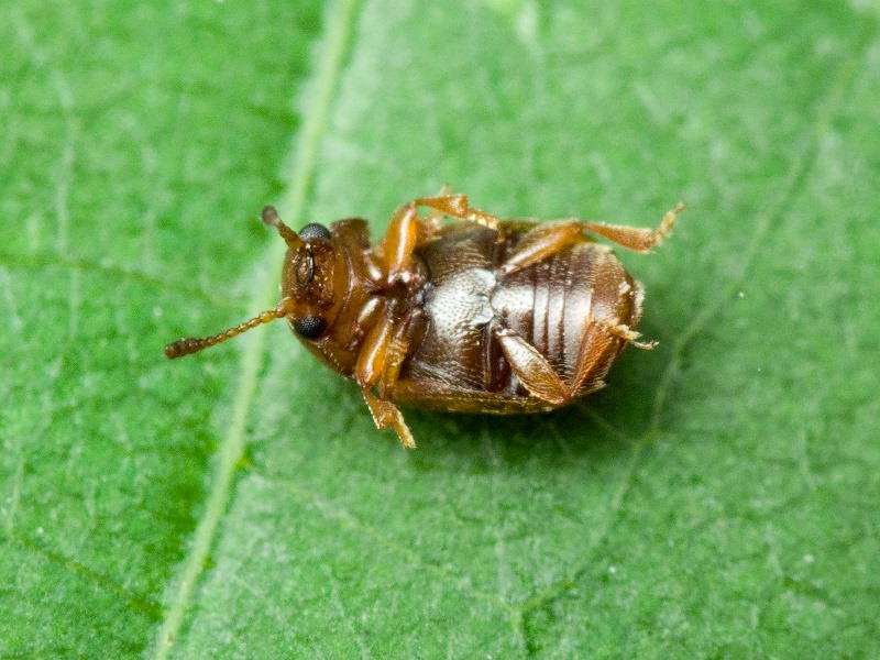 Kateretes pusillus (Thunberg, 1794)